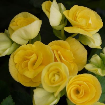 begoniarhianne
