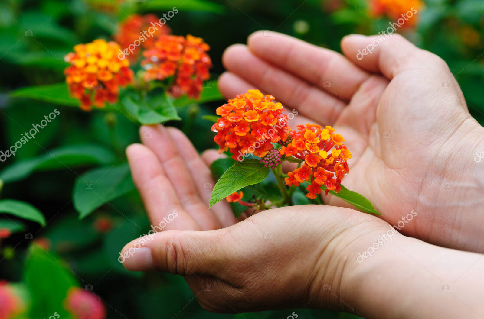 depositphotos 841689034 stock photo detailed view shows vibrant orange