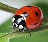 ladybug