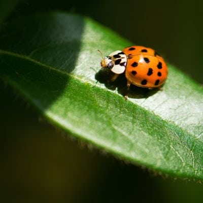 ladybug web